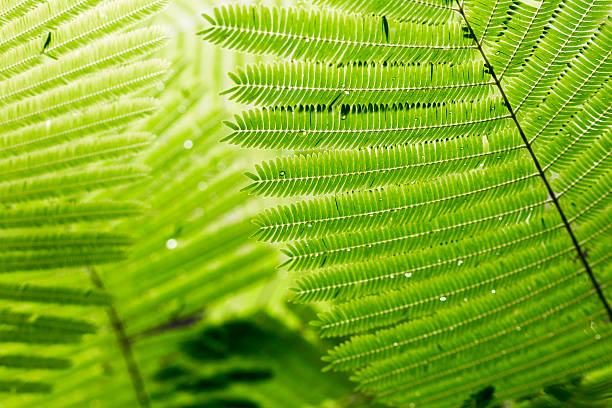 green leaves stock photo