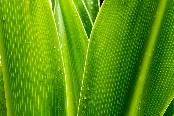 green leaves stock photo