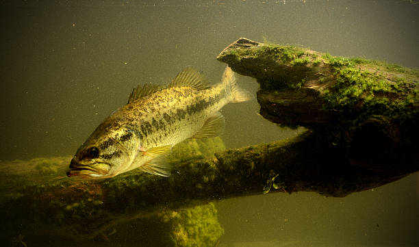 subacqueo persico trota pesce - largemouth bass foto e immagini stock