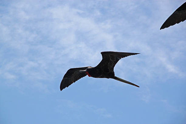 istock Galapagos: Frigatebird flying near North Seymour Island 493764165