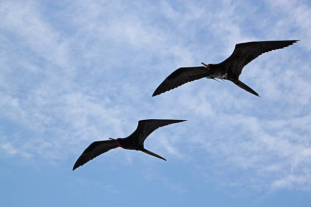 istock Galapagos: Frigatebirds flying near North Seymour Island 493764167