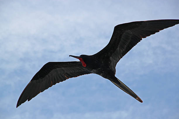 istock Galapagos: Frigatebird flying near North Seymour Island 493764169