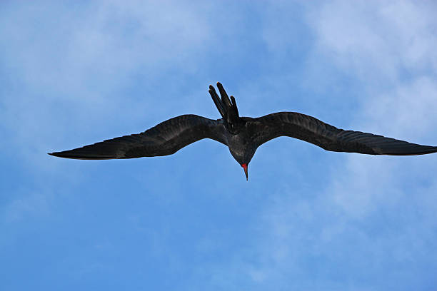 istock Galapagos: Frigatebird flying near North Seymour Island 493764171
