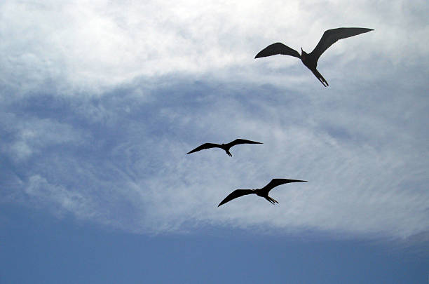Frigatebirds (Fregatidae) flying near North Seymour Island. Famous for the males having a red gular pouch that is inflated during the breeding season to attract a mate. The duration of parental care in frigatebirds is among the longest for birds.