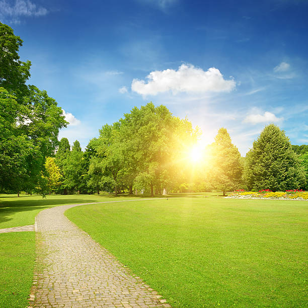 istock Sunrise in the beautiful park 493764600