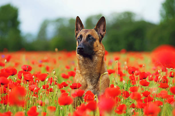 Belgian Shepherd dog Malinois sitting in a poppy field Belgian Shepherd dog Malinois sitting in a poppy field in summer poppy plant photos stock pictures, royalty-free photos & images
