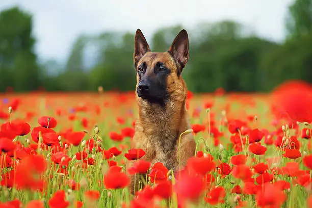 Belgian Shepherd dog Malinois sitting in a poppy field in summer