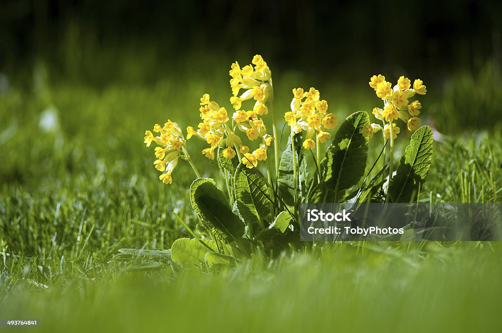 Key of Heaven The Key of Heaven or the beautiful cowslips (Primula veris) common in open fields and meadows, here in a lawn in Uppland, Sweden Agricultural Field Stock Photo