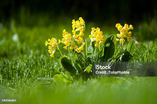 Key Of Heaven Stock Photo - Download Image Now - Agricultural Field, Cowslip, Flower