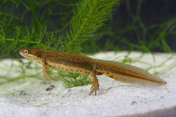 istock Common newt (Lissotriton vulgaris) in the pond 493765549