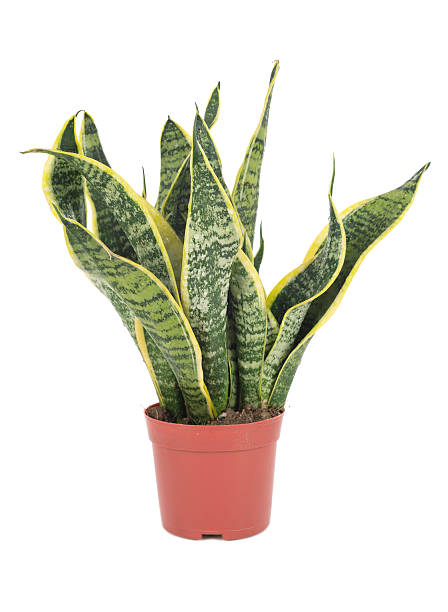 istock Sansevieriya houseplant 493765589