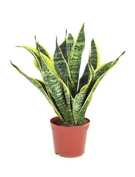 istock Sansevieriya houseplant 493765591