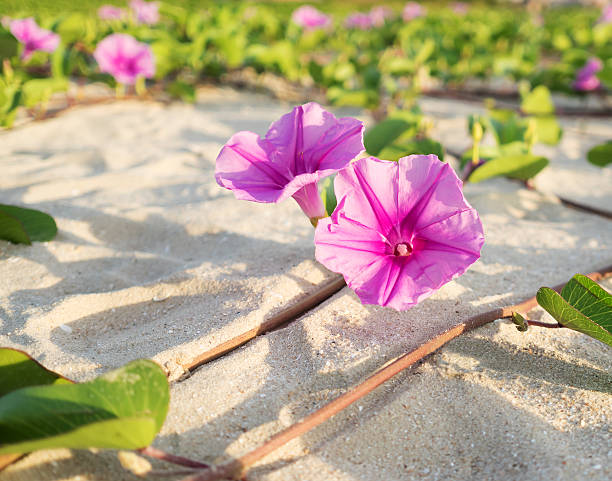 istock Beach Morning Glory flowers on the sand 493765890