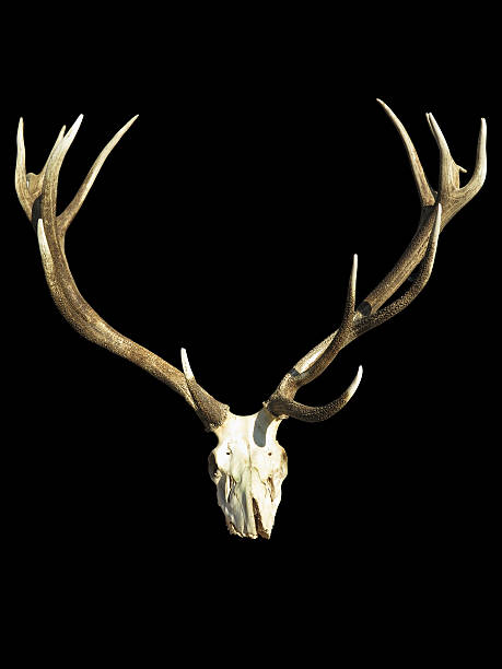 istock Antlers deer horns with skull isolated over black 493765922