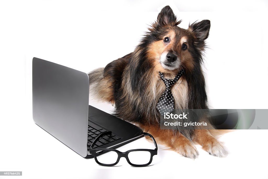 Sheltie chien dans le bureau - Photo de Chien libre de droits