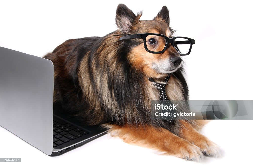 Sheltie dog at the office Sheltie or Shetland Sheepdog wearing a tie and geeky glasses laying by a computer laptop, working at the office concept Animal Stock Photo