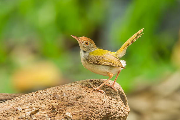 공통접지 Tailorbird 스톡 사진