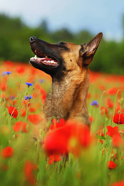istock Belgian Shepherd dog Malinois sitting in a poppy field 493767038