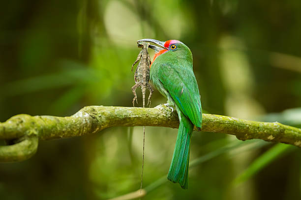 Red-bearded Bee-eater Red-bearded Bee-eater(Nyctyornis amictus)with flying tree lizard in nature of Thailand red bearded bee eater nyctyornis amictus stock pictures, royalty-free photos & images