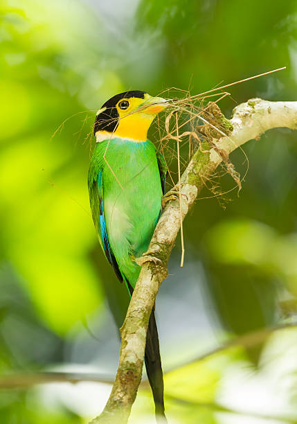 Close up portrait of Long-tailed broadbill(Psarisomus dalhousiae) with grass for built her nest