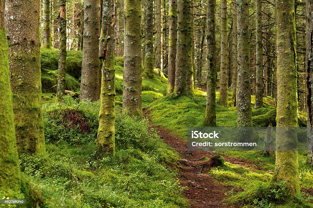 Forest Path A path going through the pine forest. 2015 Stock Photo