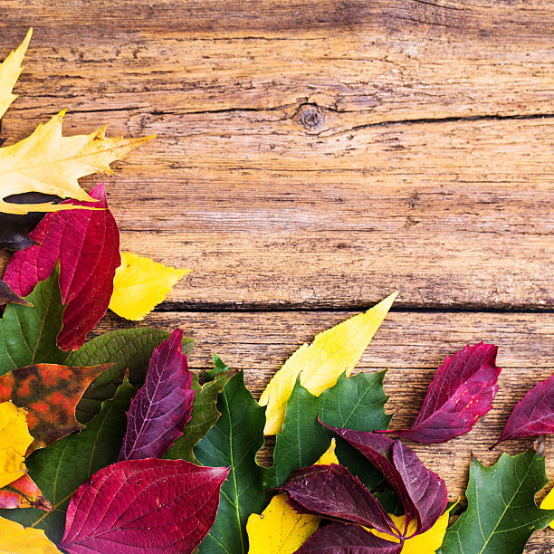 istock autumn leaves on wooden background 493769882