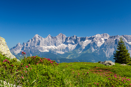Alpine roses flower in front a the majestic mountain range of the Dachstein