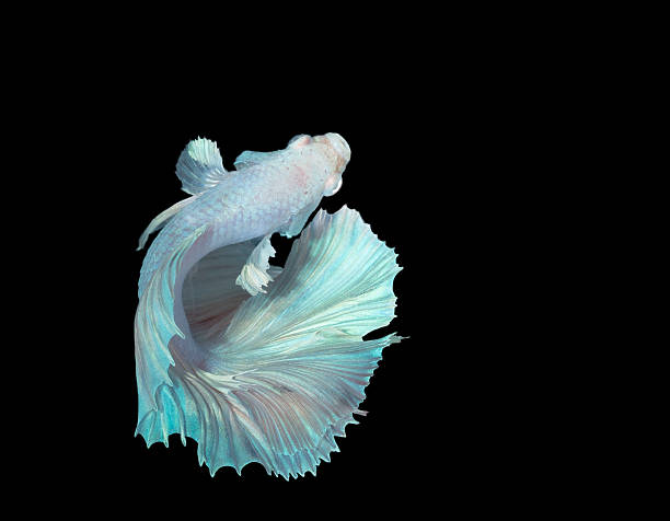 красивые бойцовая рыбка на черный - siamese fighting fish tropical fresh water fish fishbowl fighting fish стоковые фото и изображения