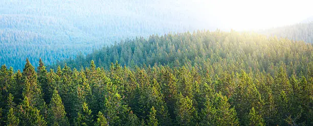 Photo of Panoramic Aerial View On Spacious Pine Forest At Sunrise