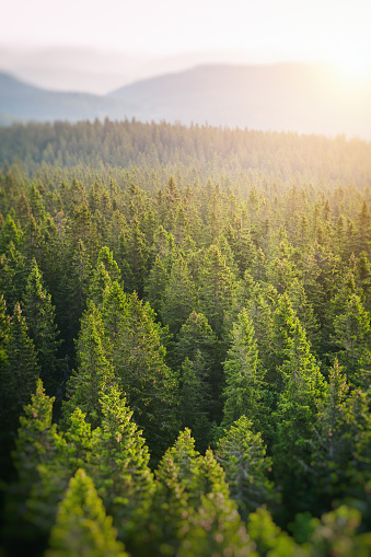 Aerial view on green pine forest illuminated by the morning sunlight. Slightly defocused image.