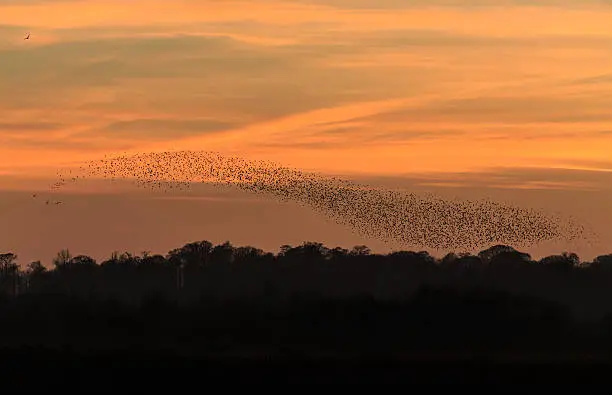 Murmuration of starlings, South Yorkshire, England.  December 2014.