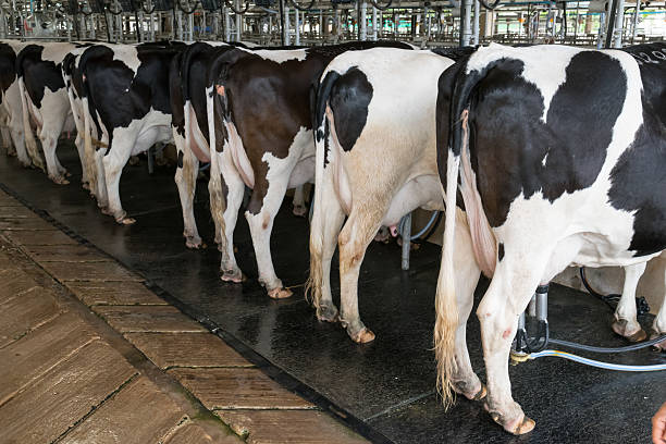 istock Dairy cow. cow in a farm 493772038
