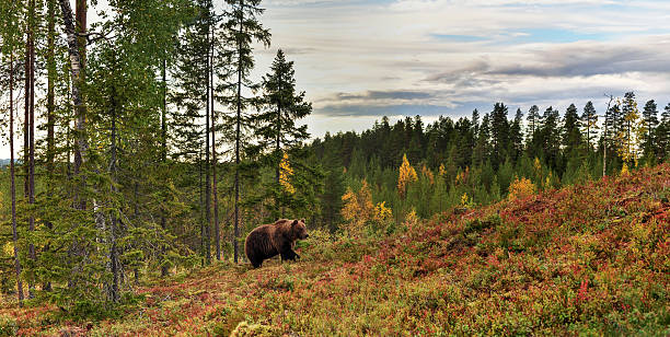 bear a pie, subiendo la colina con fondo de bosque - república de karelia rusia fotografías e imágenes de stock