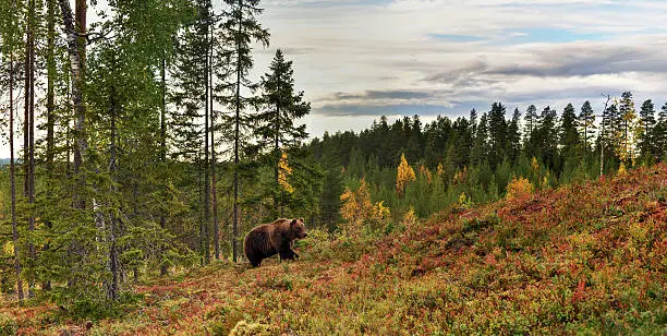 Photo of bear walking up the hill with forest background