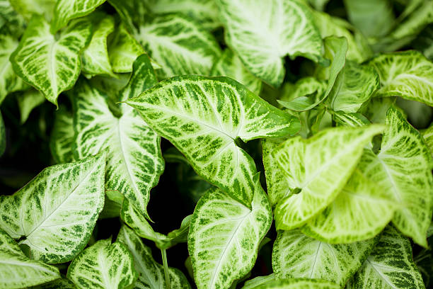 house plant 
