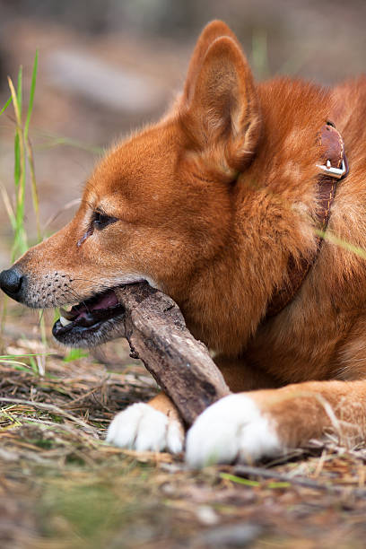 hunting dog playing with stick Finnish Spitz playing with a stick finnish spitz stock pictures, royalty-free photos & images