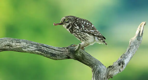 Little Owl (Athene noctua) North Yorkshire, England.