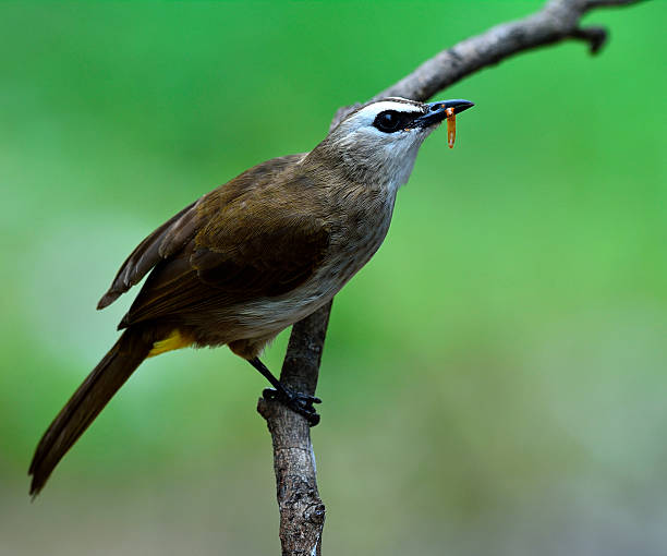 istock Yellow-vented Bulbul, the beautiful white face and yellow bud bi 493786678