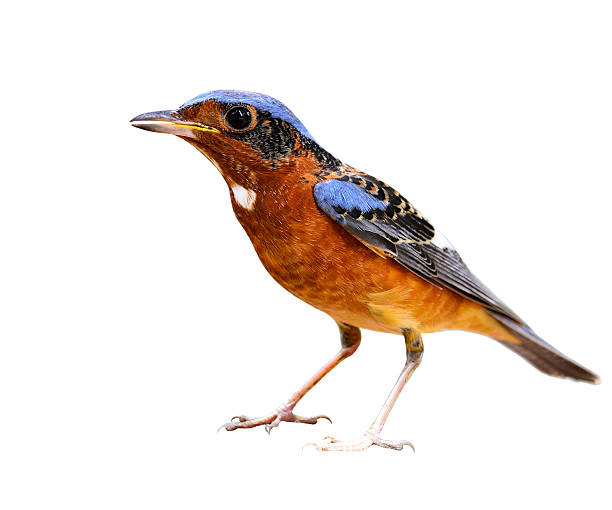 istock White-throated rockthrush, the brown belly and blue wing bird st 493787264