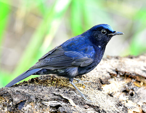 istock White-tailed robin, the dark blue bird standing on the log 493787532