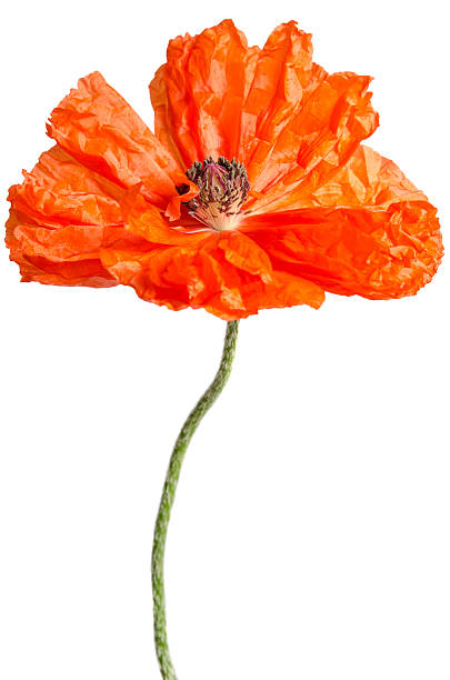 istock single red poppy isolated on white 493787866