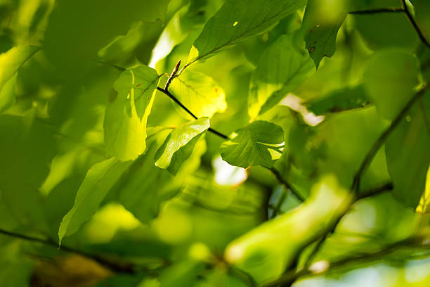 istock In the middle of green leaves with soft light 493788136