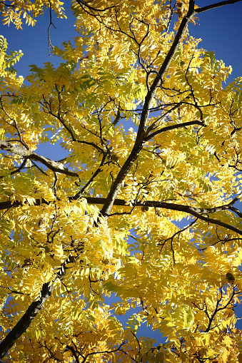 The canopy and the canopy of a black walnut tree in autumn, Juglans nigra.