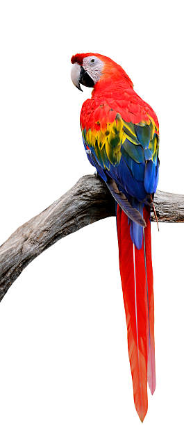 istock Beautiful Scarlet Marcaw (Ara macao) perching on the branch isol 493788594