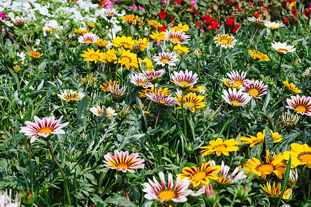 Ornamental flowers on sale in plants nursery