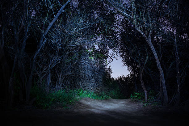 istock Temescal Ridge Trail Chapparel Tunnel At Night 493792416