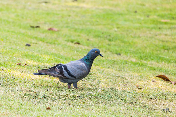 istock Pigeon in The park, Thailand 493793872