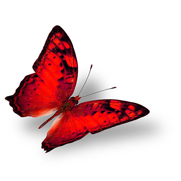 istock Beautiful flying red butterfly, the classical of creature on whi 493795050