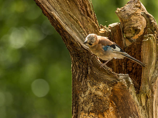 istock Beautiful Juvenile Eurasian Jay (Garrulus glandarius) 493795544