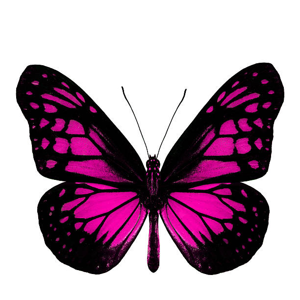 istock The most beautiful pink butterfly in fancy color profile isolate 493795556